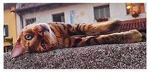 Seconda foto classificata nella mostra "Con il naso all'ins ad Aiello e Joannis", nel contesto della 210a Fiera di San Carlo